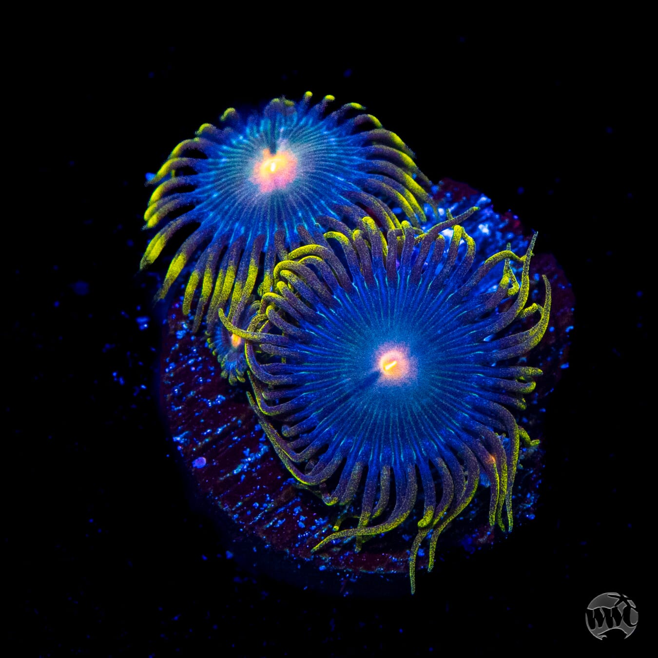 WWC Hairy Gorilla Nipple Zoanthids
