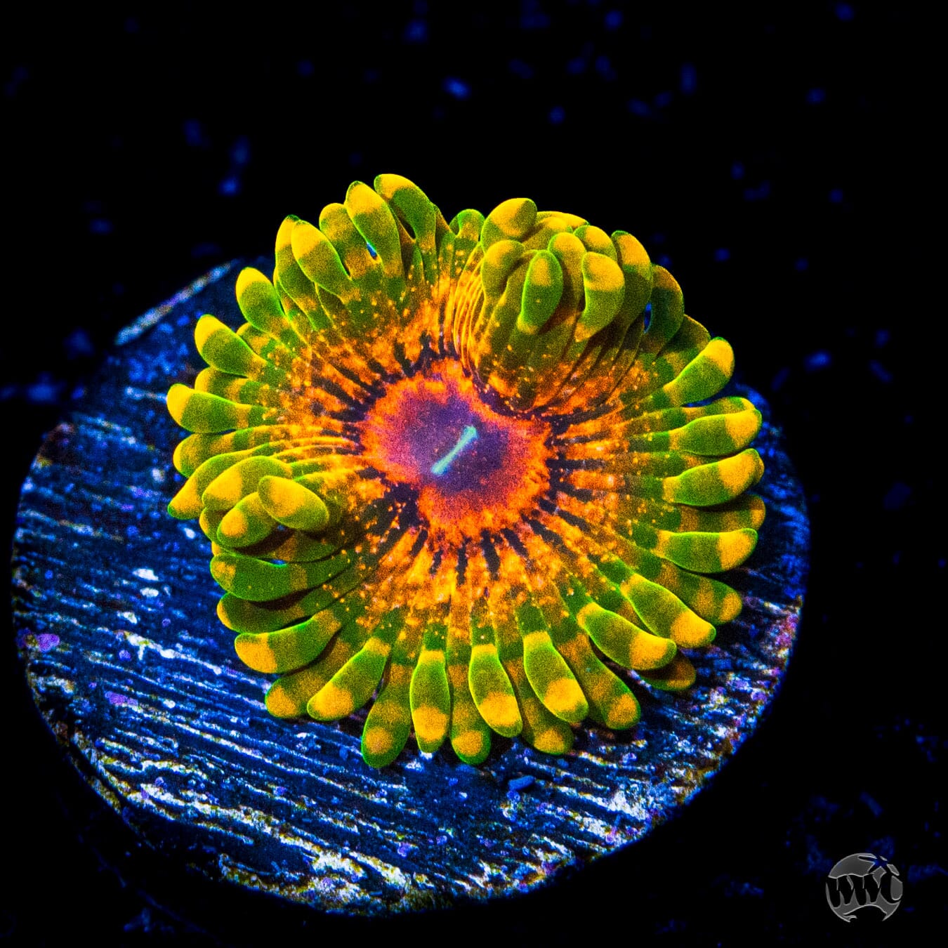 Grand Master Krakatoa Zoanthids