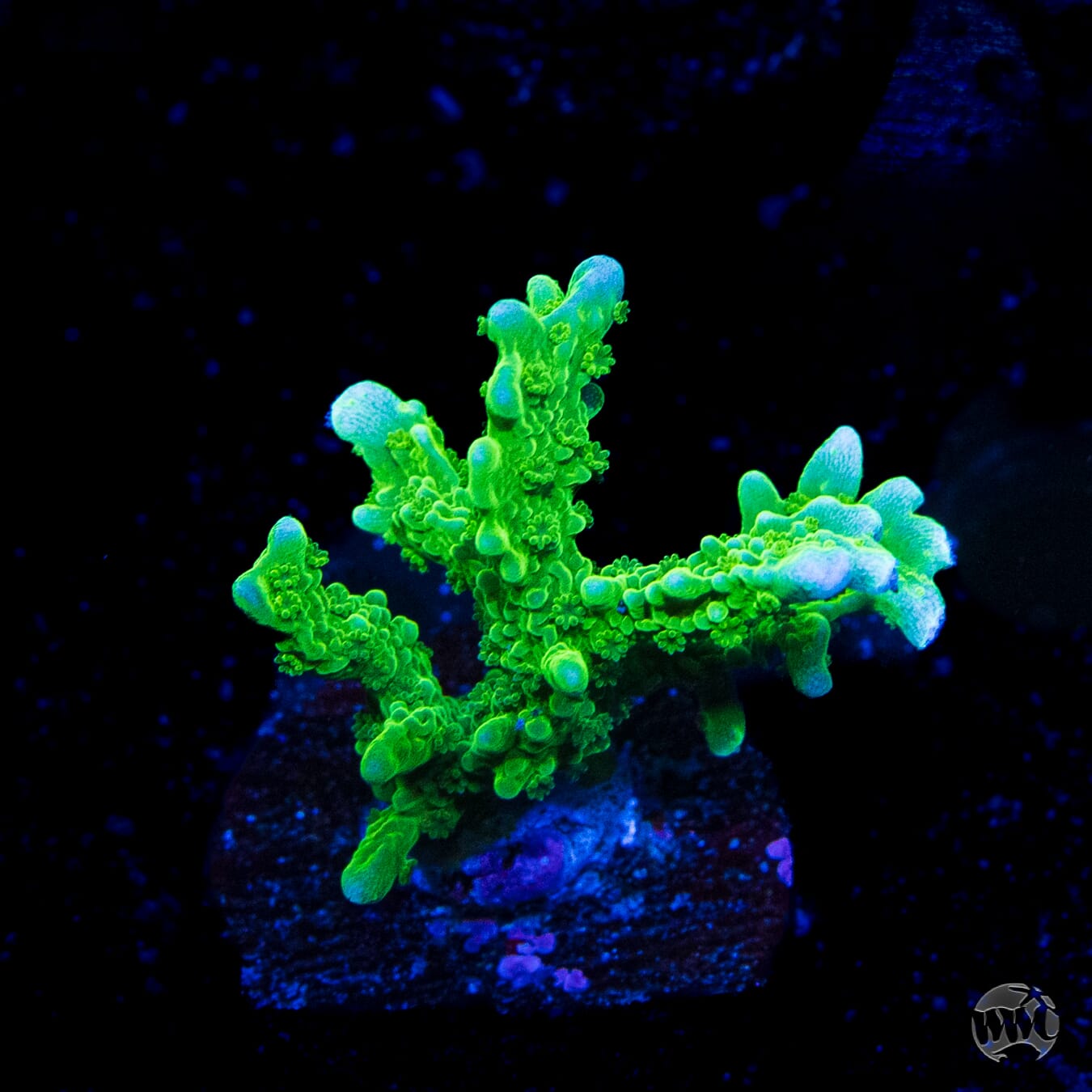 Green Hirsuta Montipora Coral