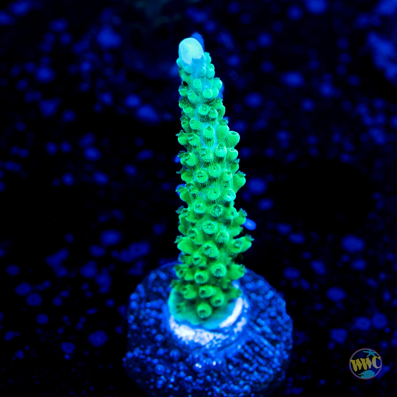 WWC Green Lightning Stag Acropora
