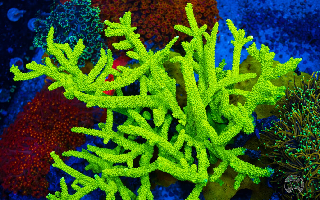 Green Slimer Acropora - Mother Colony