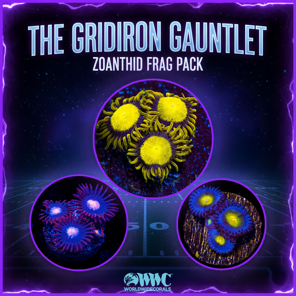 Gridiron Gauntlet Zoanthid Frag Pack