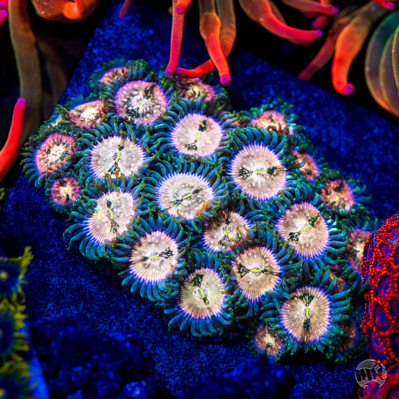 Hawaiian Ding Dang Zoanthids - Mother Colony Photo
