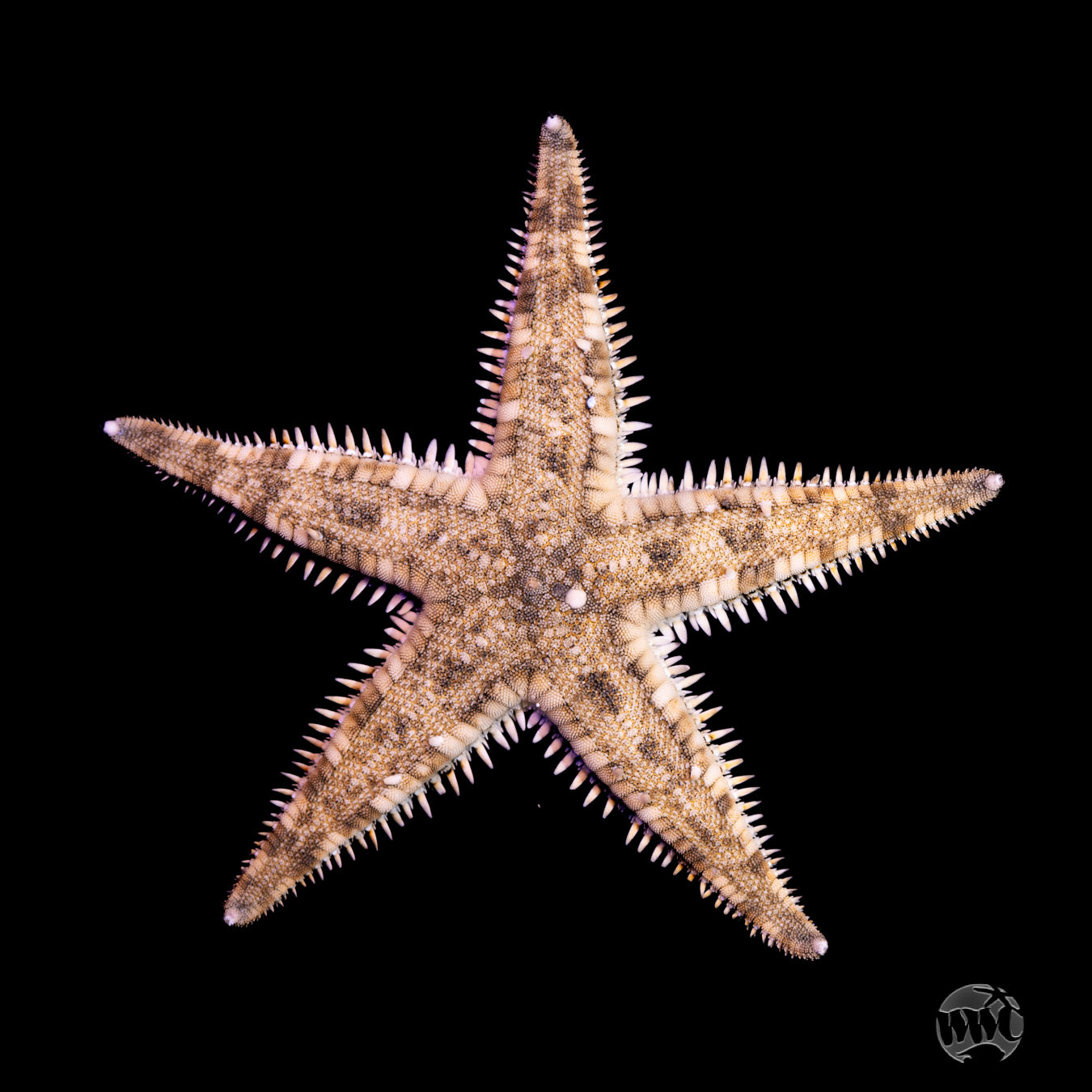 Sand Sifting Starfish