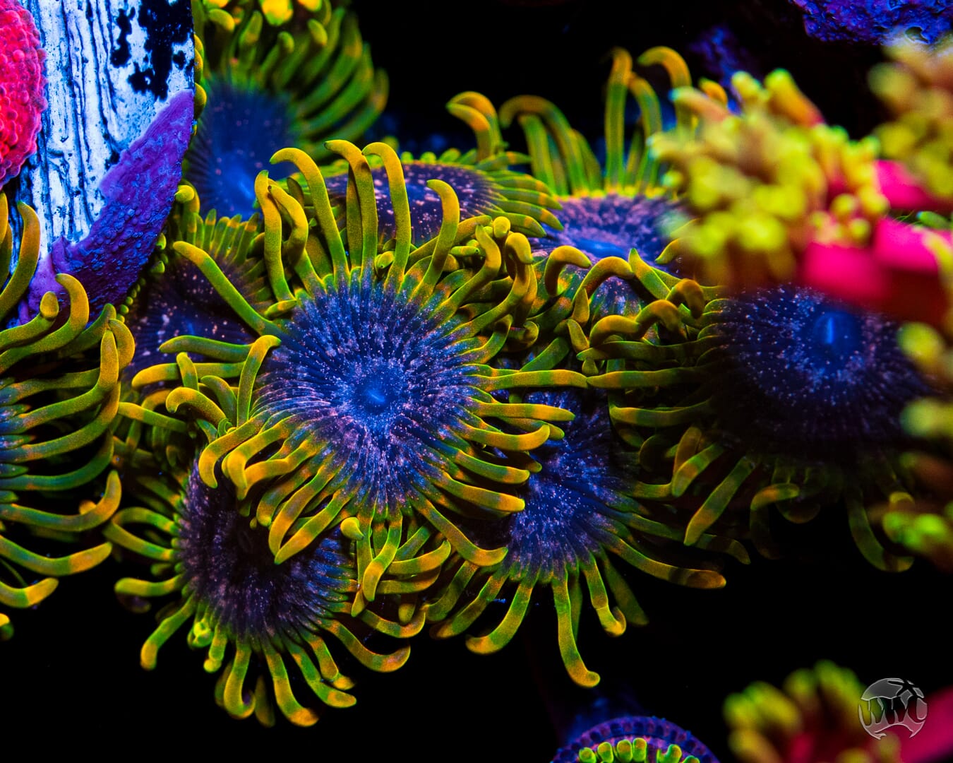 Jason Fox Acid Reflux Zoanthids - Mother Colony Photo