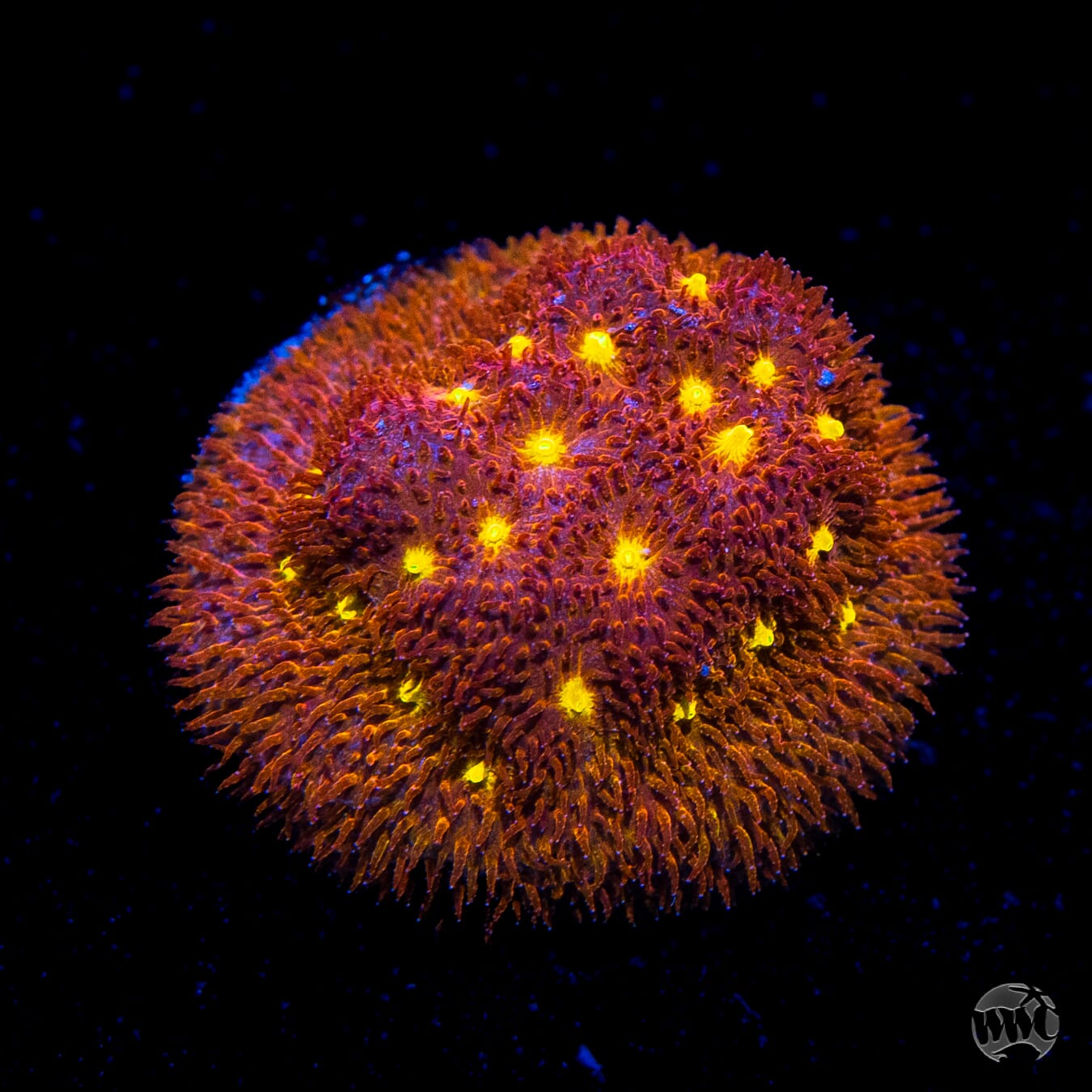 Jason Fox Autumn Harvest Psammocora Coral