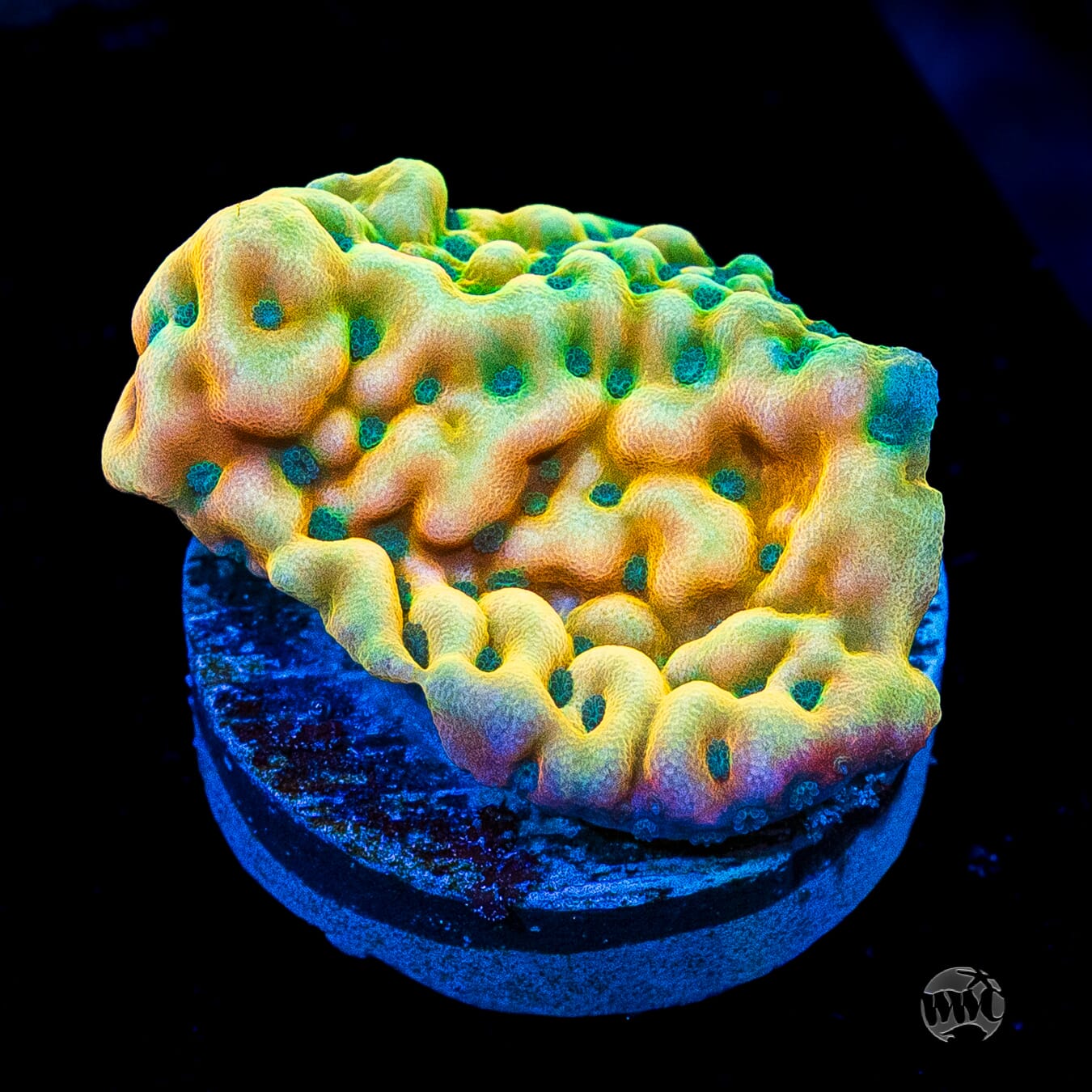 Jason Fox Beach Bum Montipora Coral