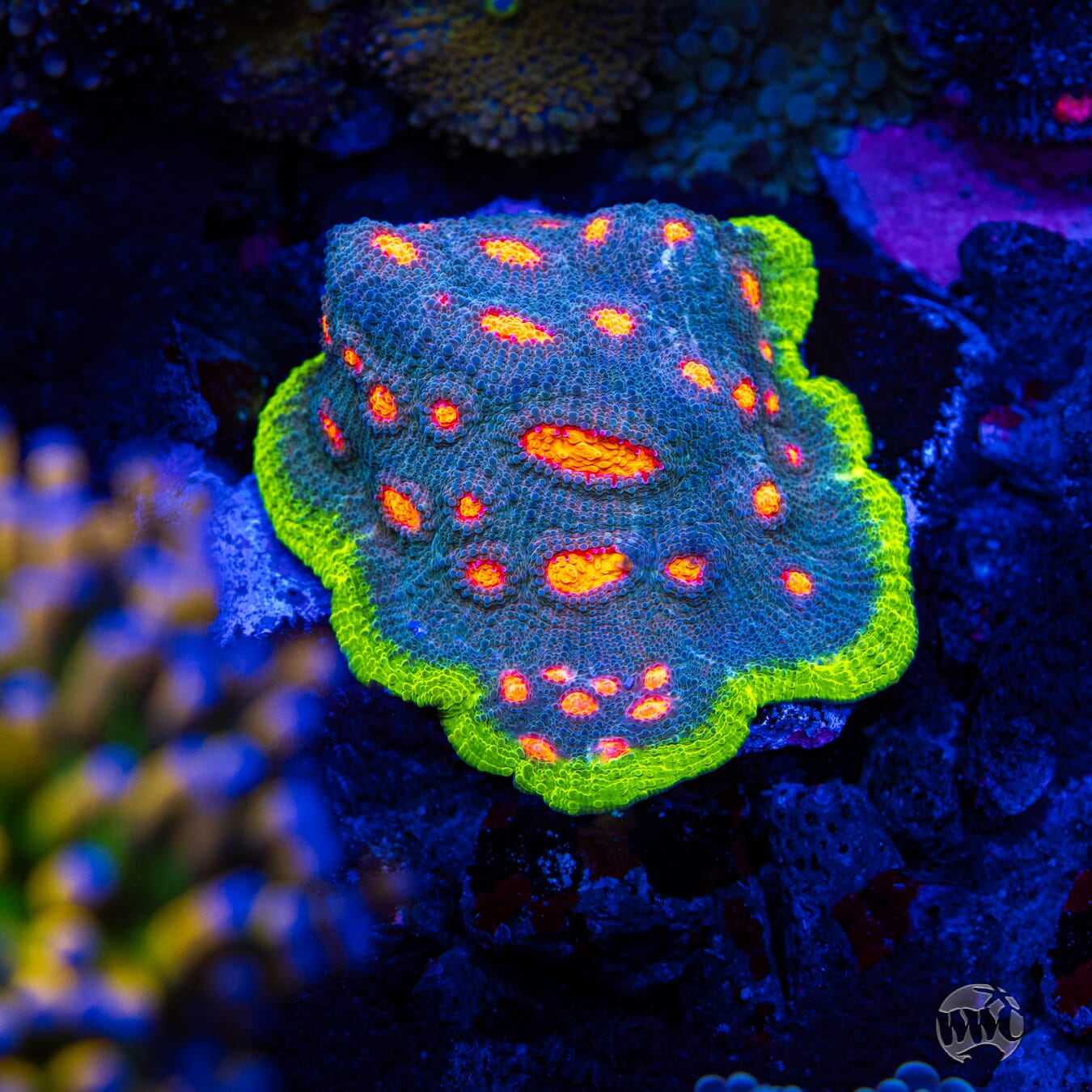 Jason Fox Crazy Fox Chalice