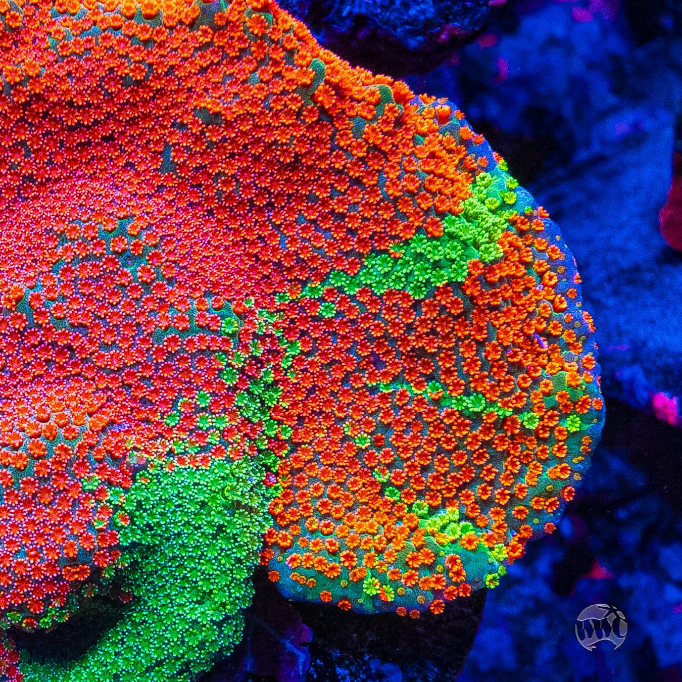 Jason Fox Dizzy Spell Montipora