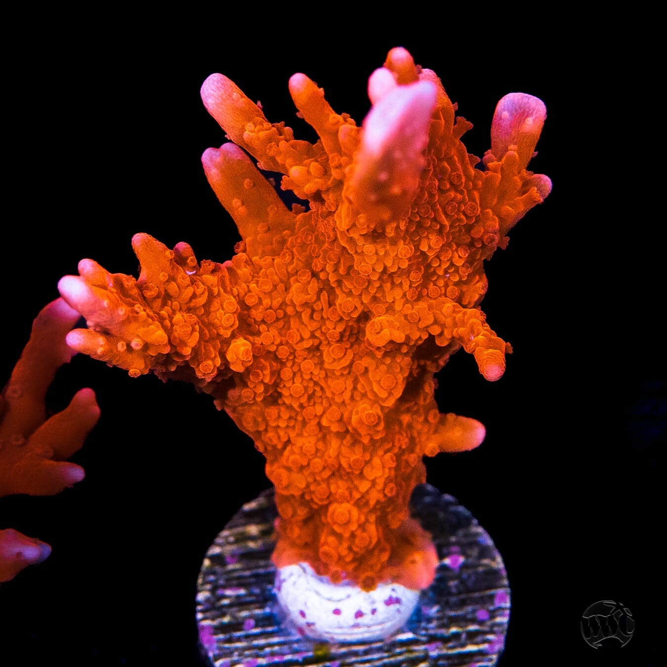 Jason Fox Fire Starter Montipora Coral
