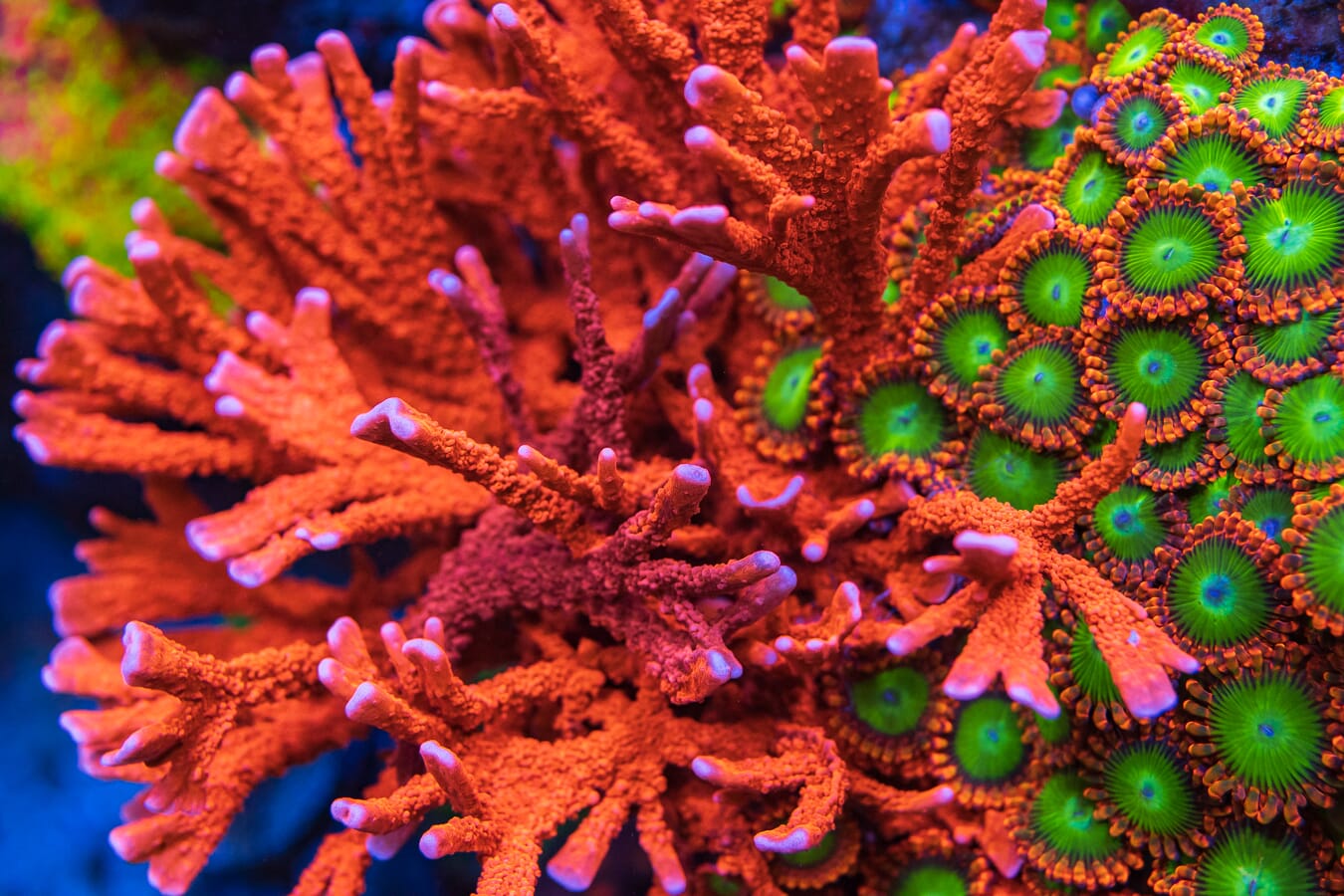 Jason Fox Fire Starter Montipora Coral