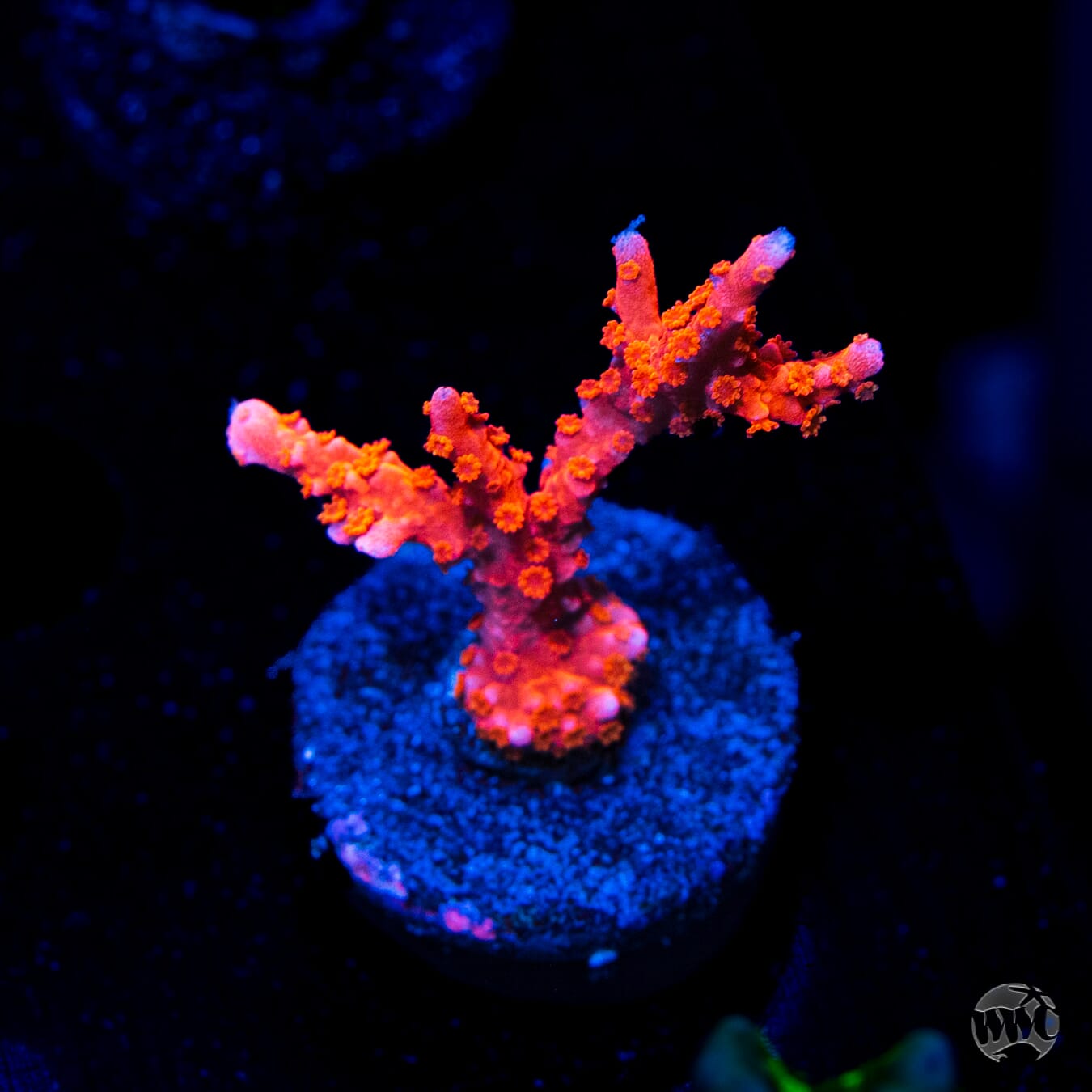 バンダイ　ミュウツー　プテラ　ファイヤー Jason Fox Fire Starter Montipora Coral