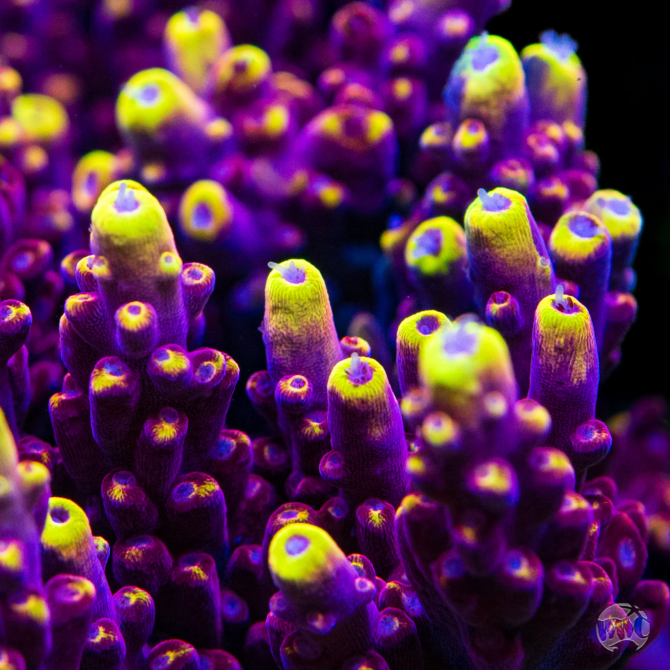 Jason Fox Fox Flame Acropora