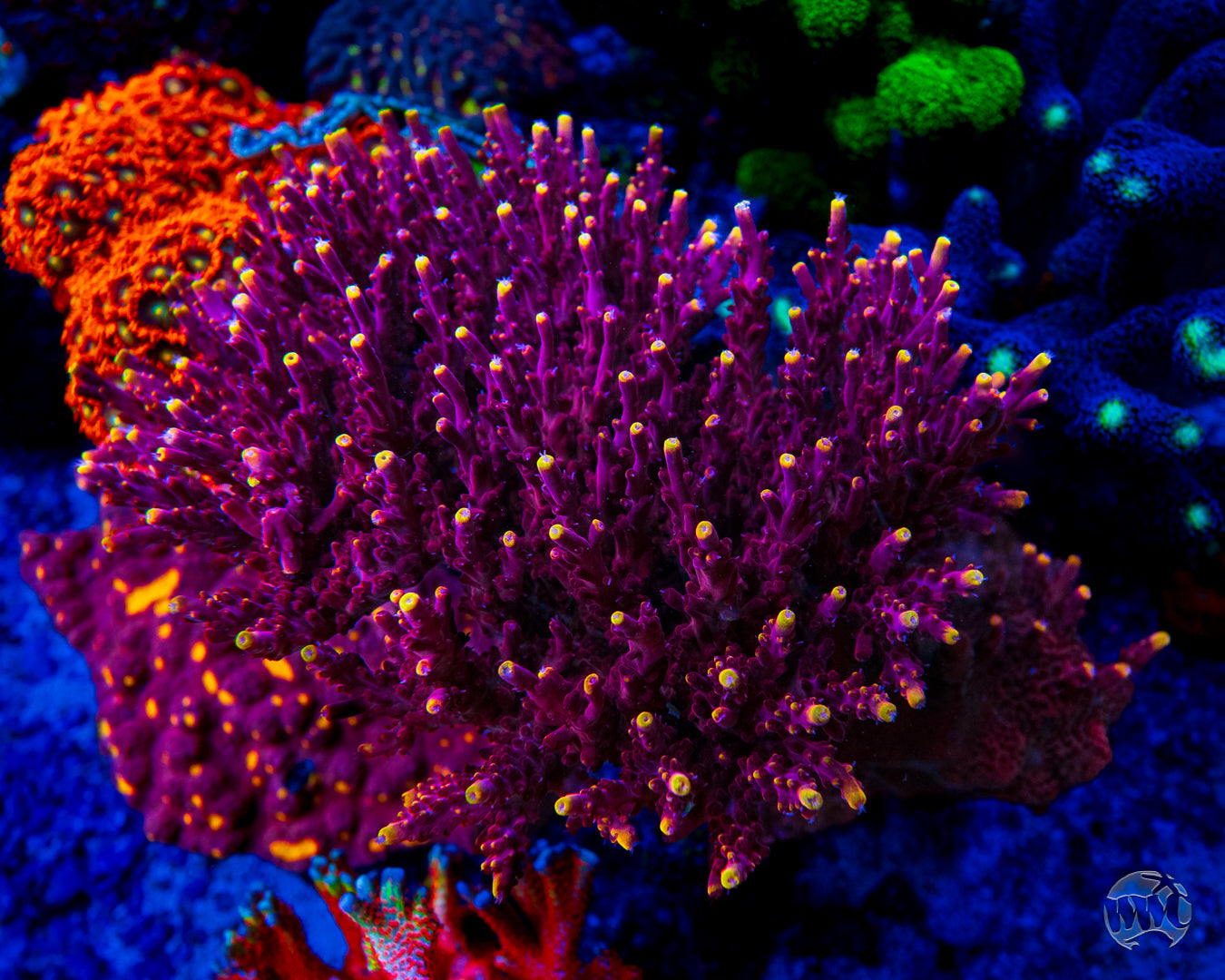 Jason Fox Fox Flame Acropora