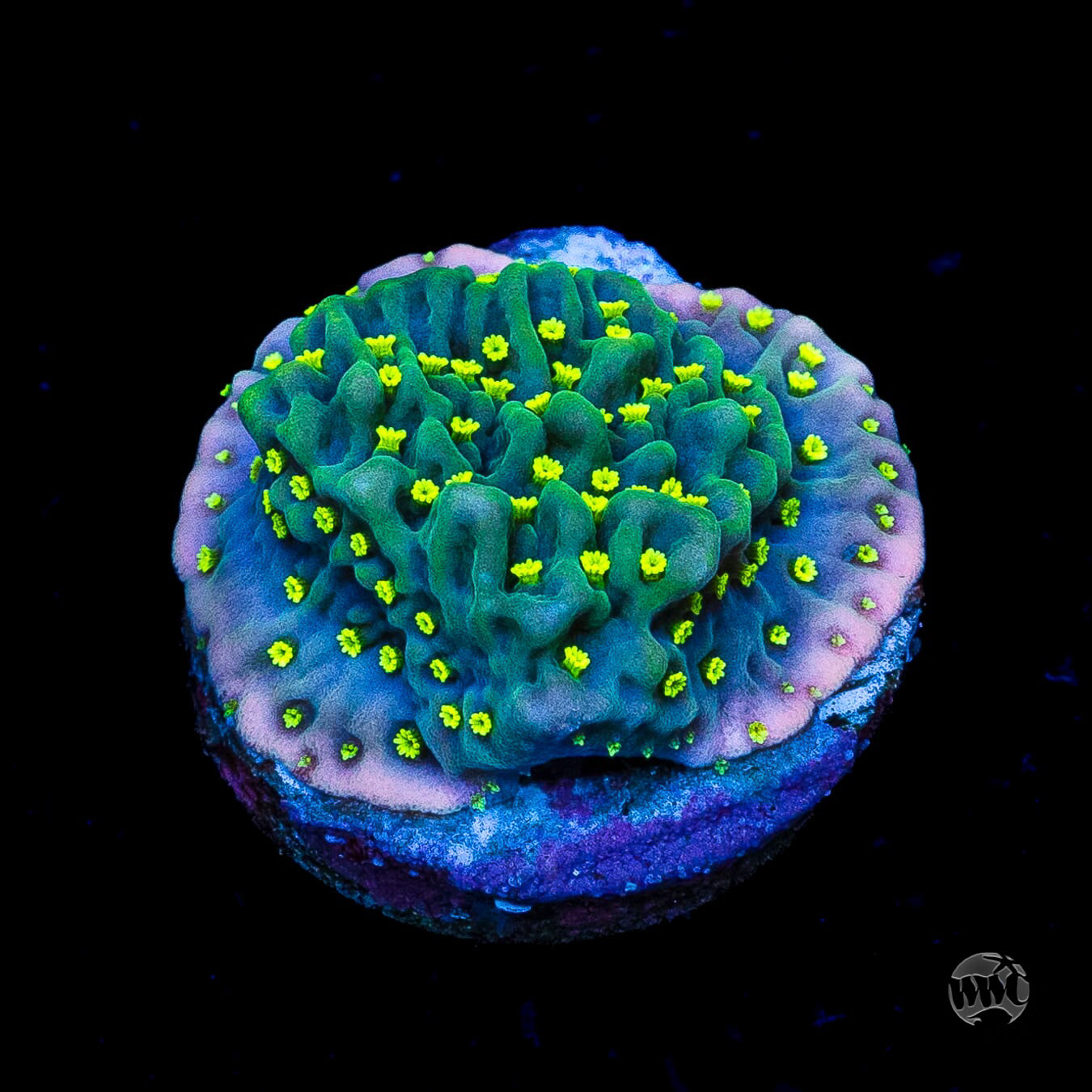 Jason Fox Frankies Hot Pink Rim Montipora Coral