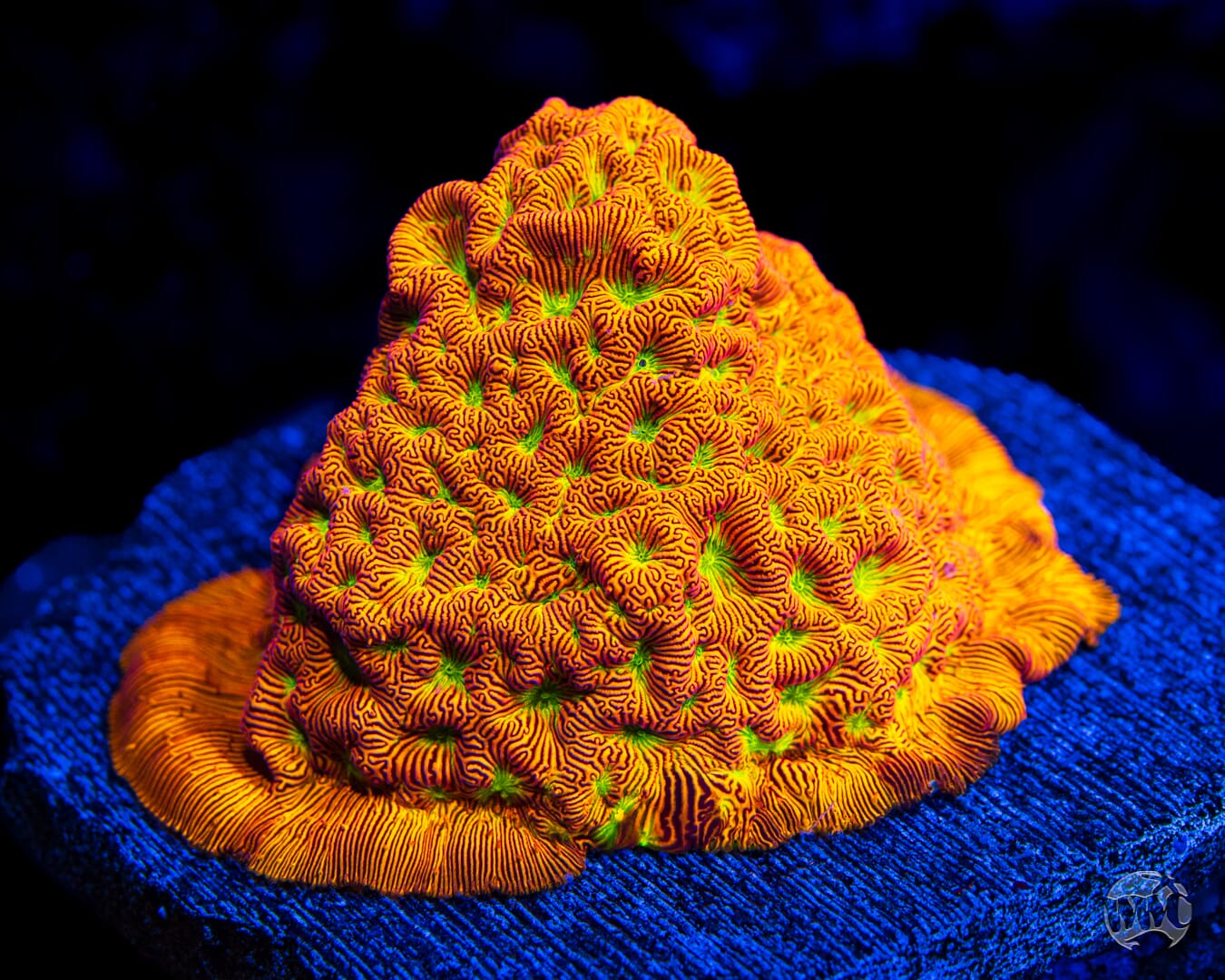 Jason Fox Jack-O-Lantern Leptoseris - Mother Colony Photo