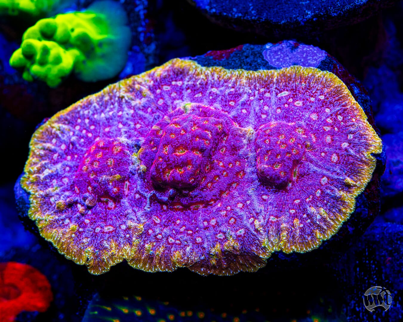 Jason Fox Klepto Leptoseris - Mother Colony