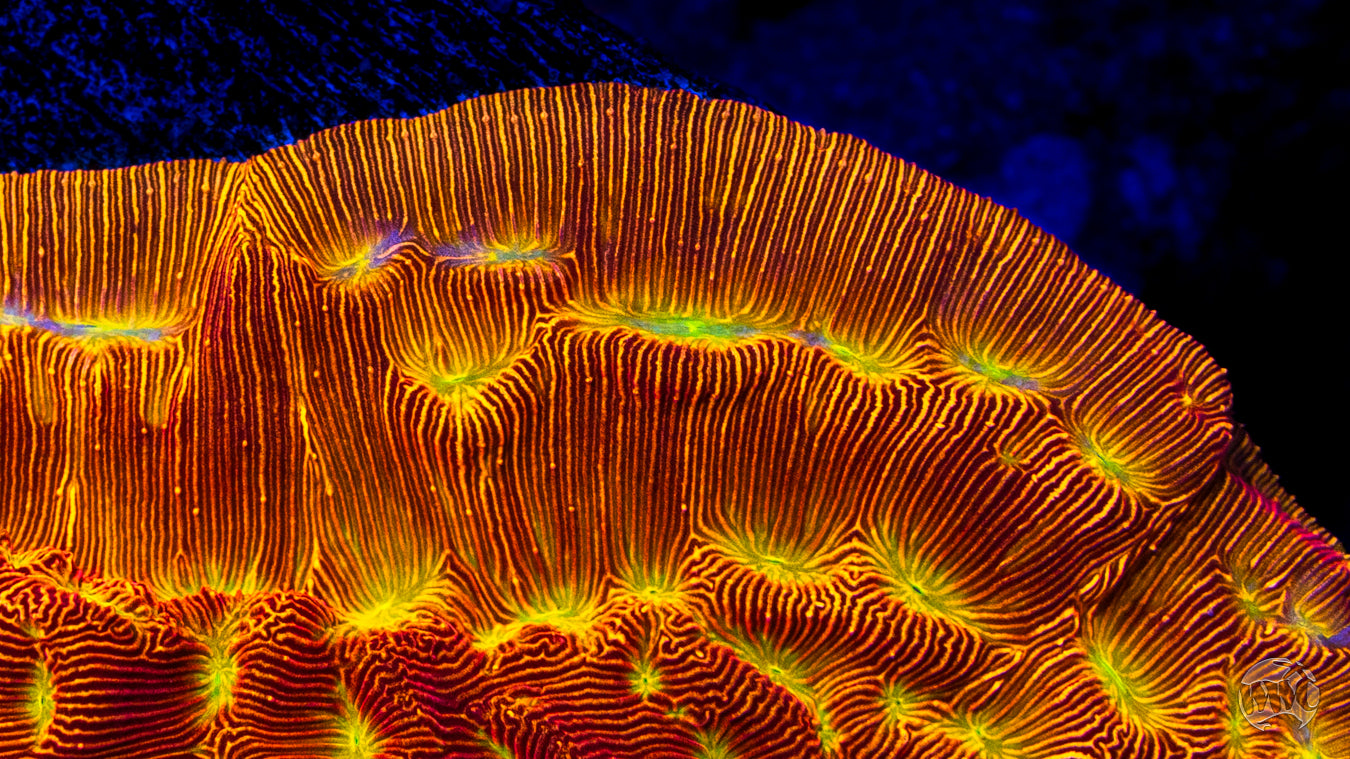 Jason Fox Lethal Leptoseris