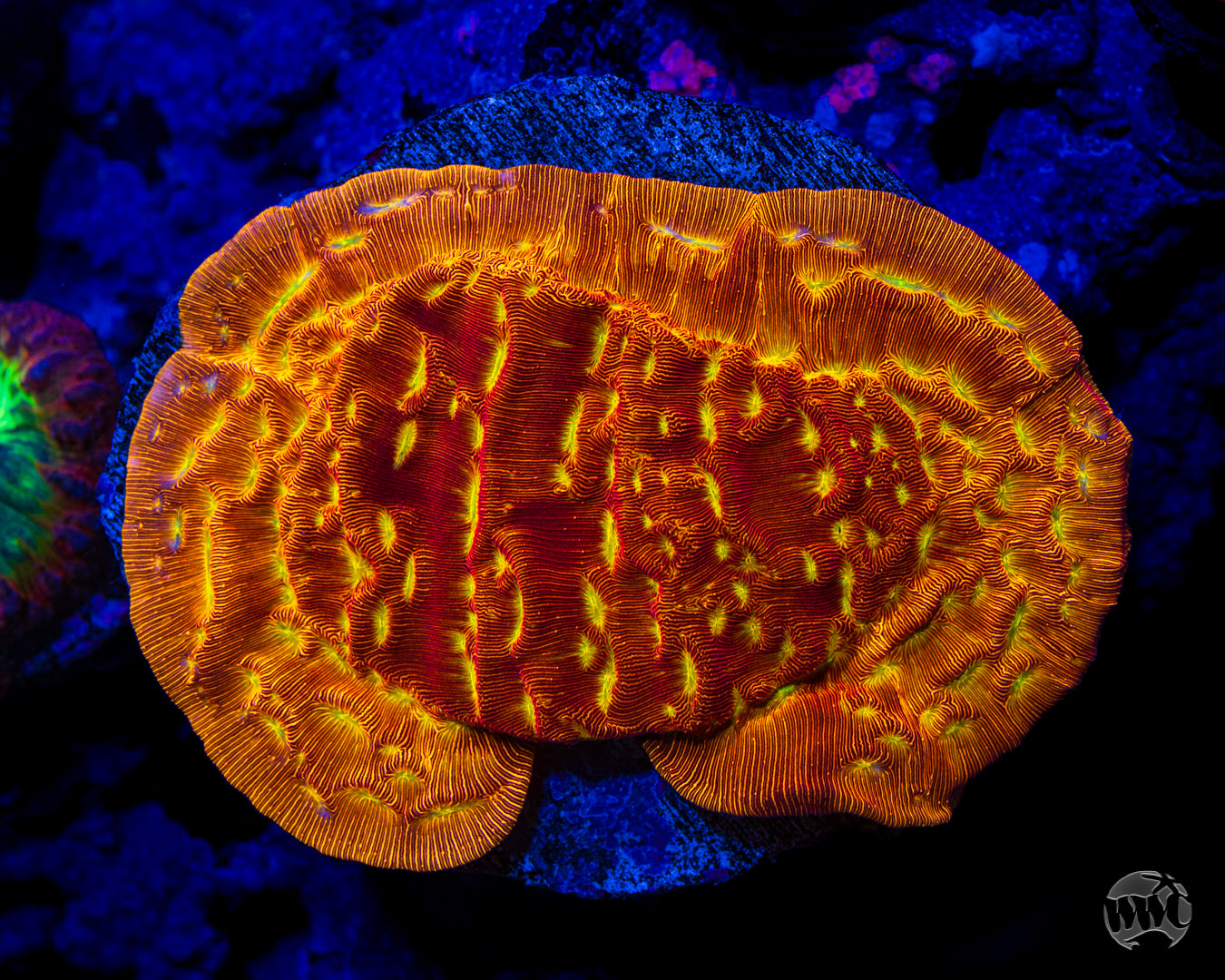 Jason Fox Lethal Leptoseris