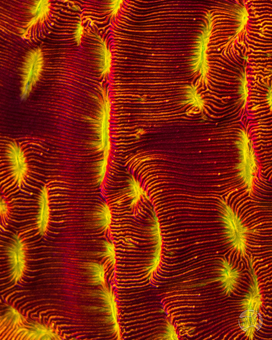 Jason Fox Lethal Leptoseris