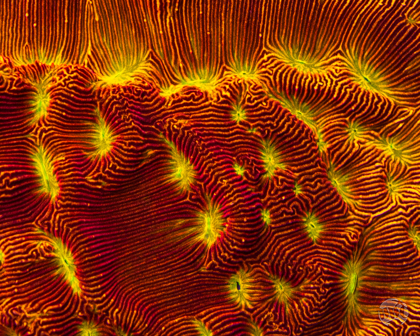 Jason Fox Lethal Leptoseris