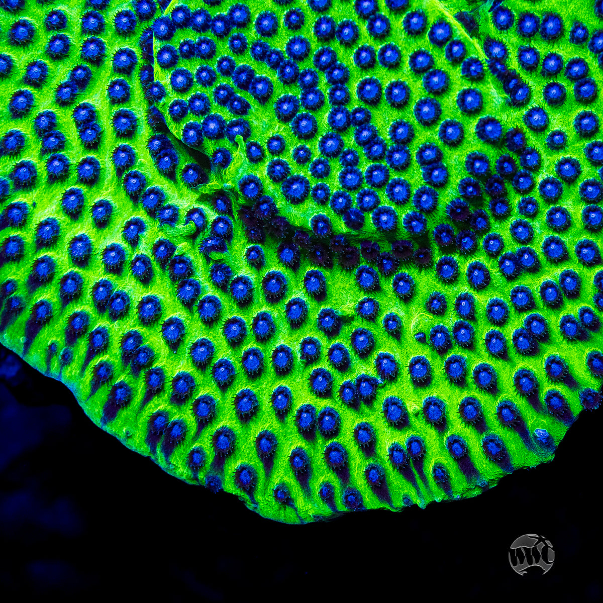 Jason Fox Master PPE Cyphastrea Coral