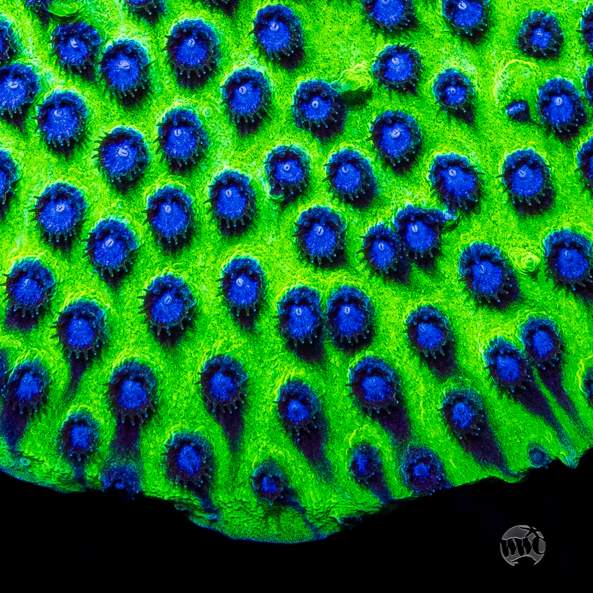 Jason Fox Master PPE Cyphastrea Coral