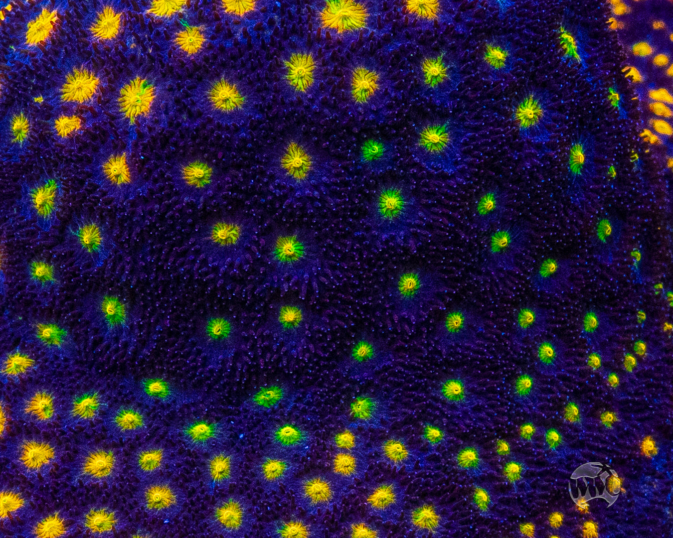 Jason Fox Outer Space Psammocora Coral