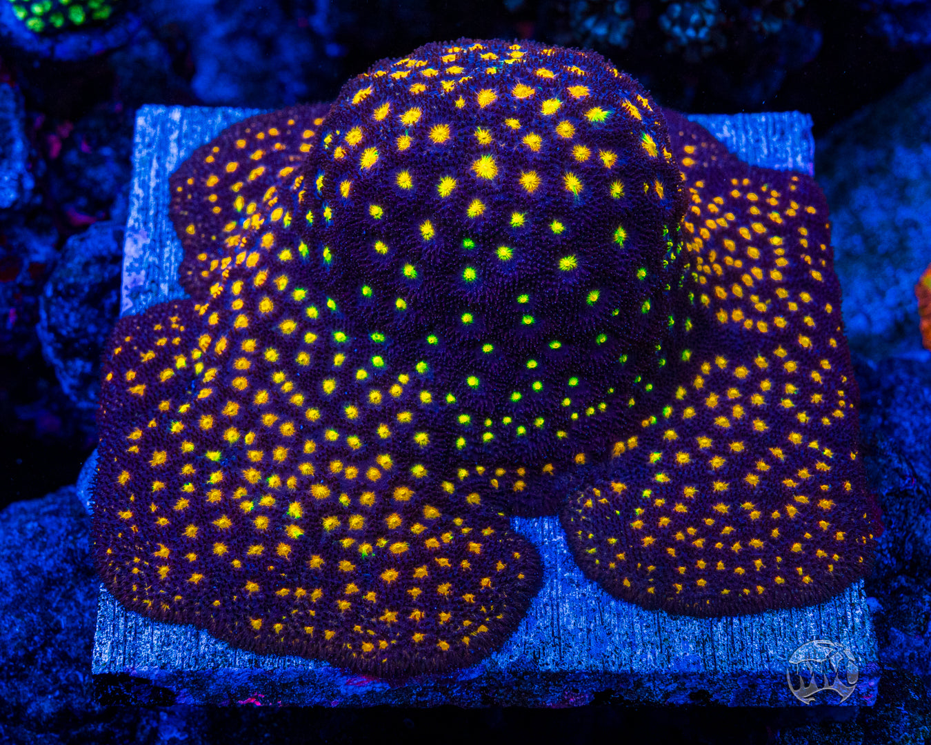 Jason Fox Outer Space Psammocora Coral