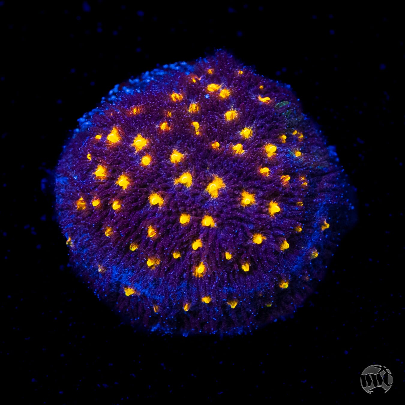 Jason Fox Outer Space Psammocora Coral