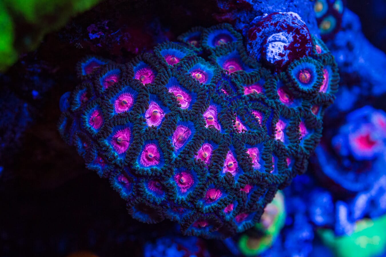 Jason Fox Poison Potion Zoanthids - Mother Colony
