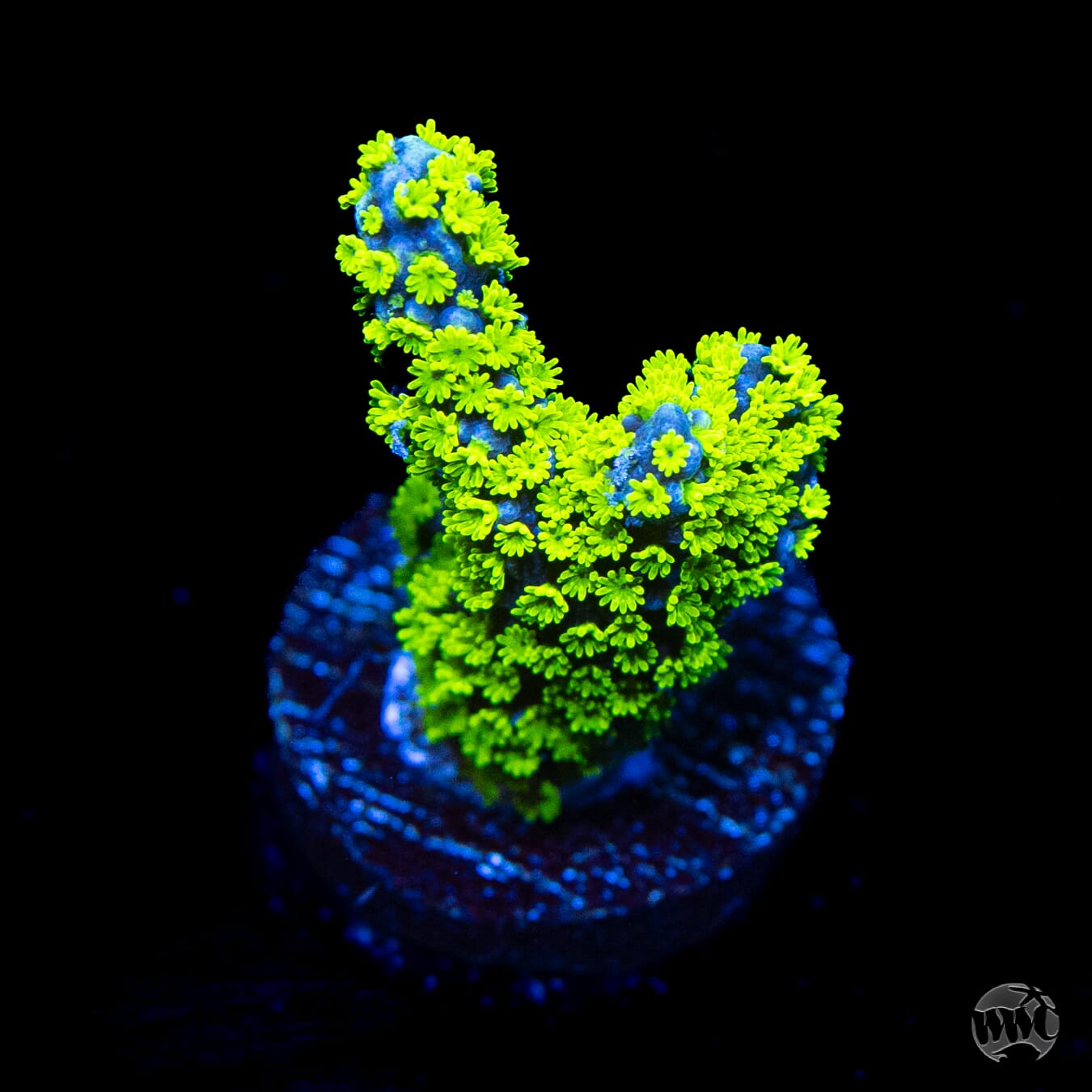 Jason Fox Purple Tide Montipora Coral