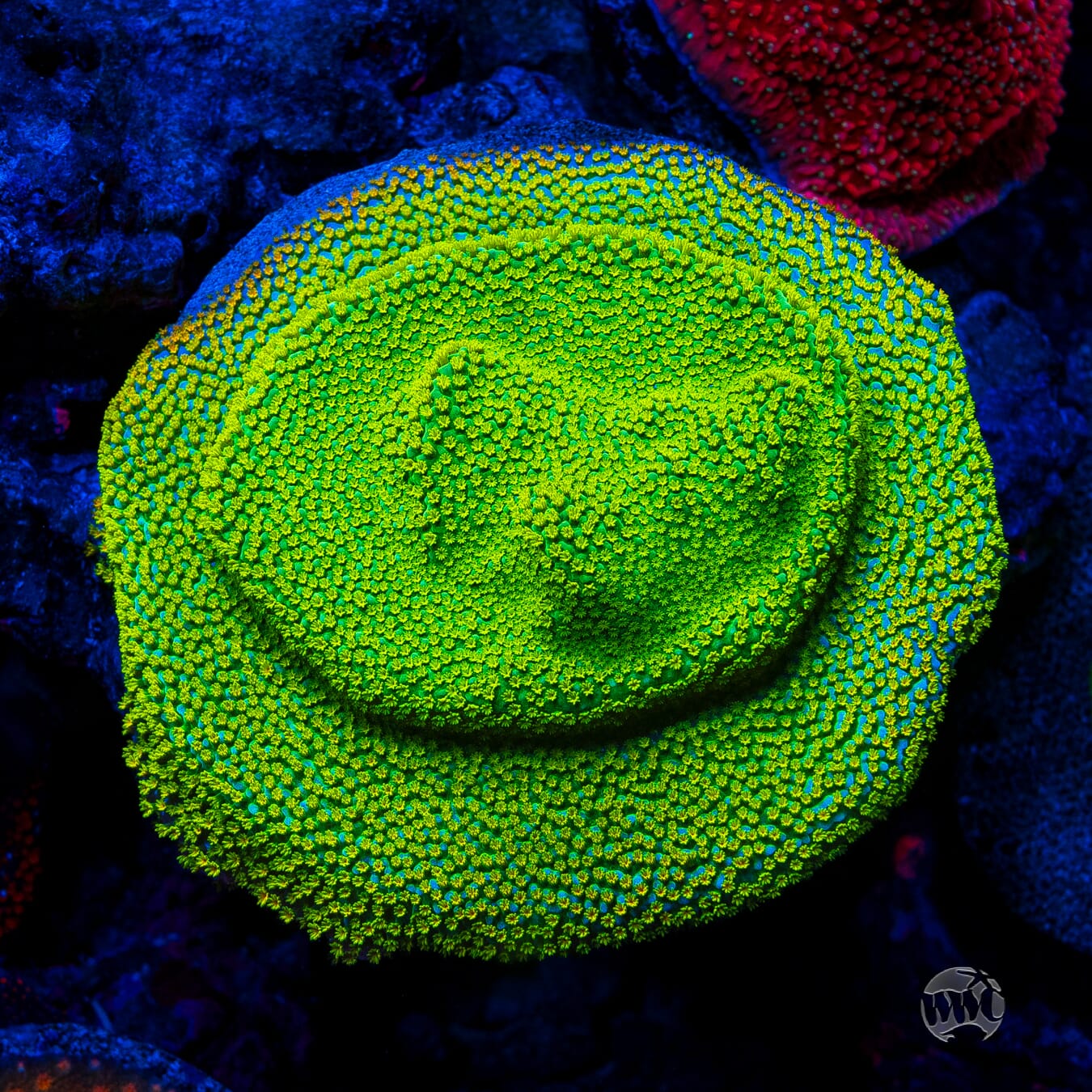 Jason Fox Rainbow Montipora - Mother Colony