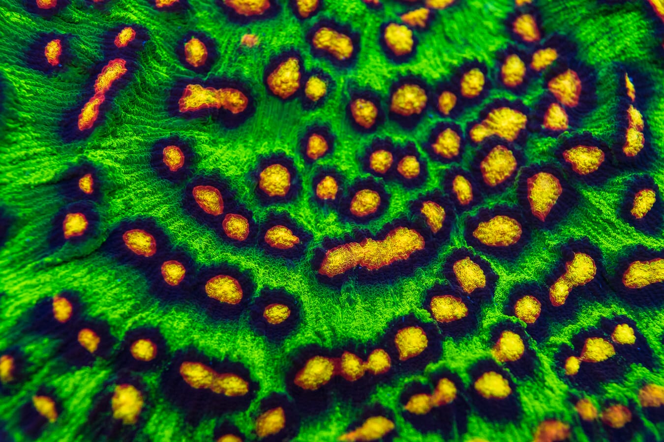 Jason Fox Raja Rampage Chalice Coral