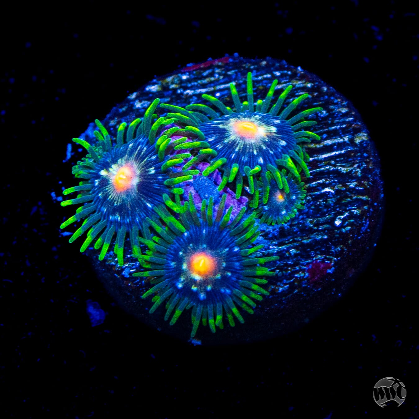Jason Fox Stargazer Zoanthids