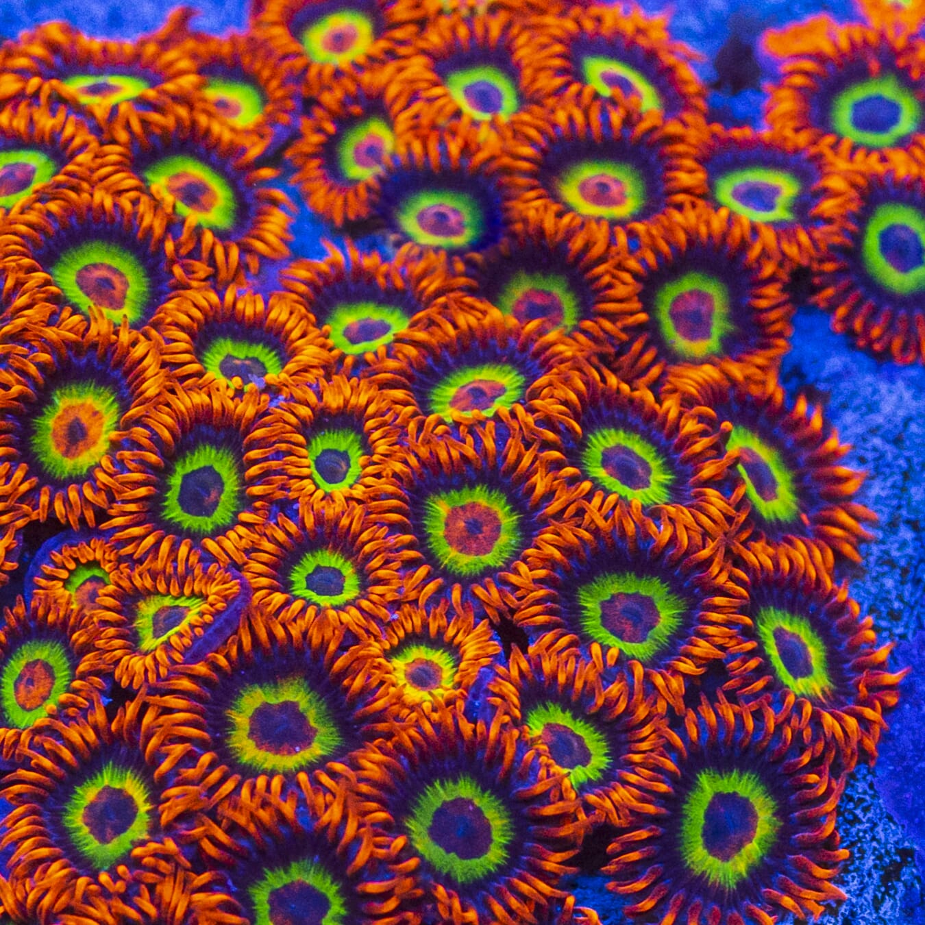 Jason Fox Vegas Strips Zoanthids - Mother Colony