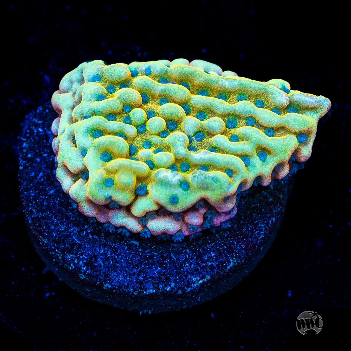 Jason Fox Beach Bum Montipora Coral