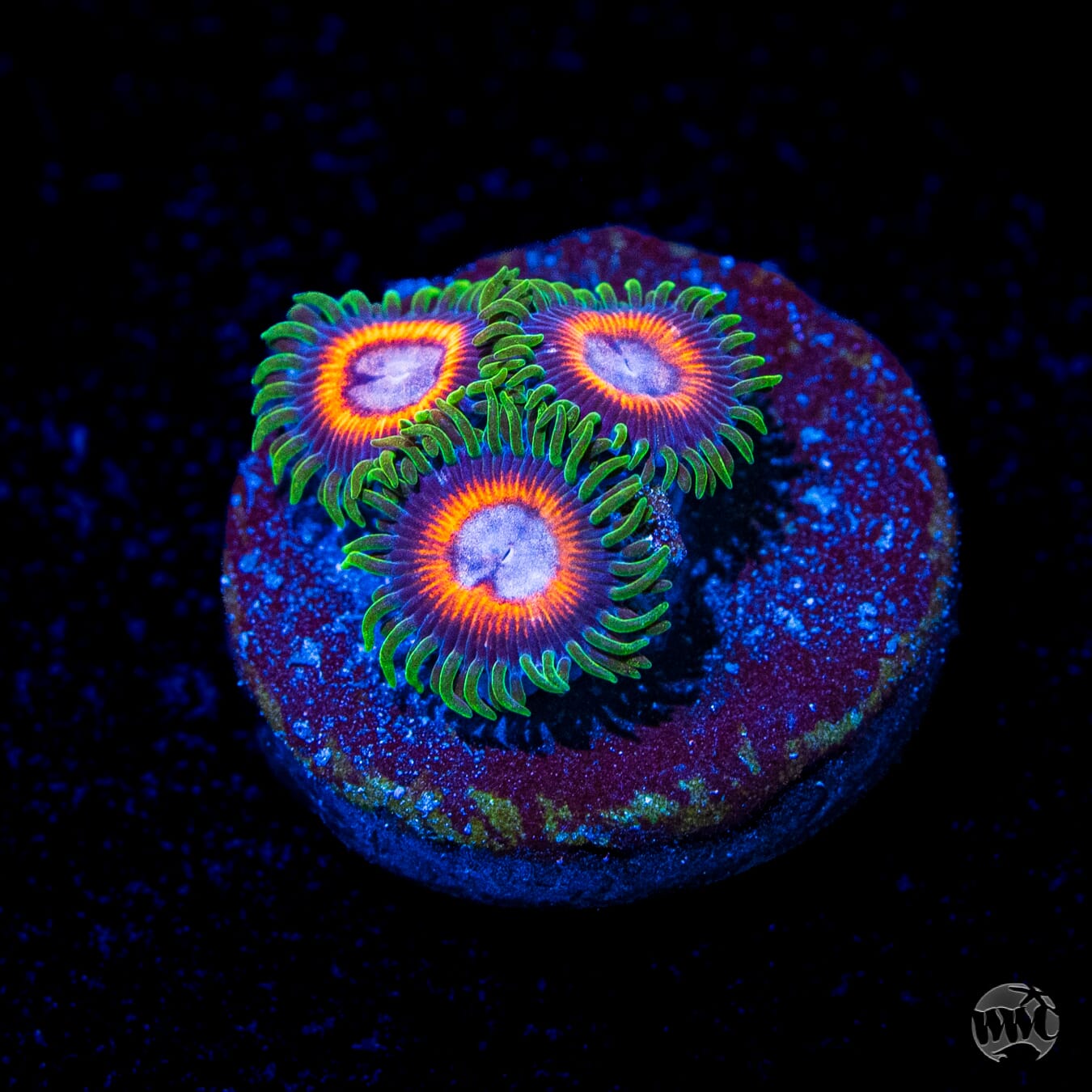 Jason Fox Fairy Tales Zoanthids