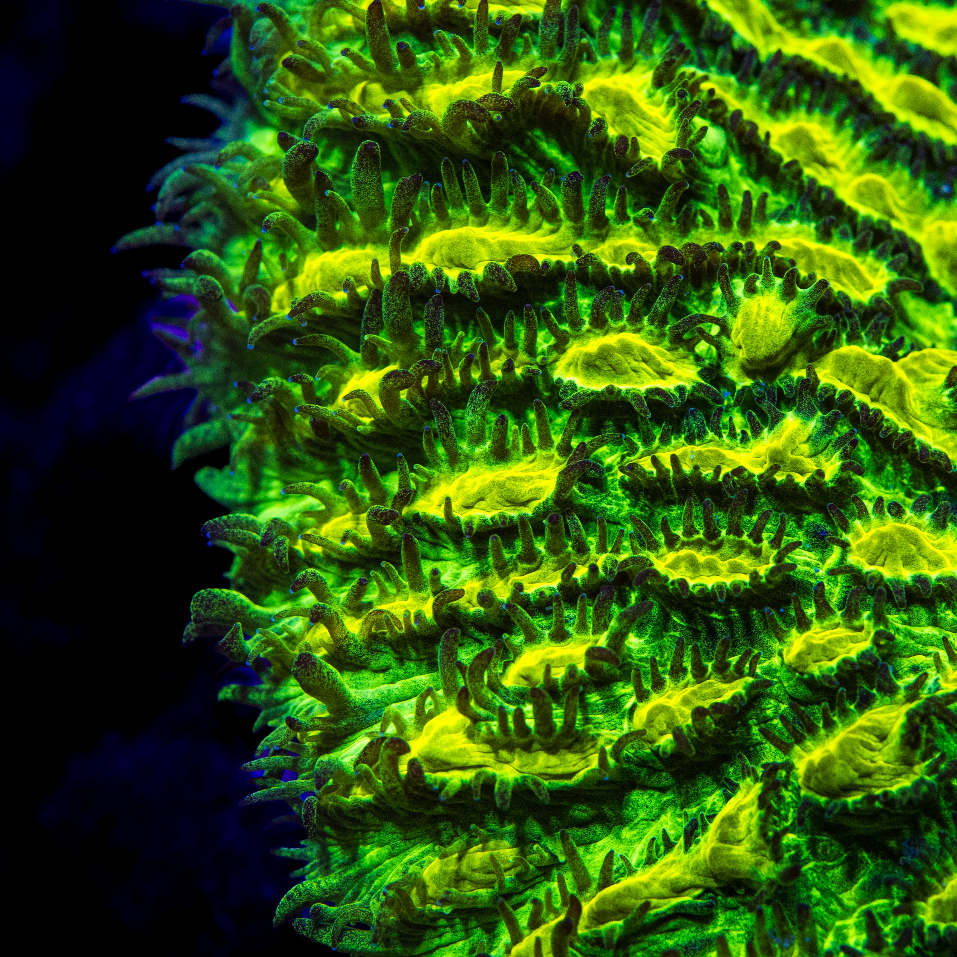 Jason Fox Limelight Hydnophora Coral