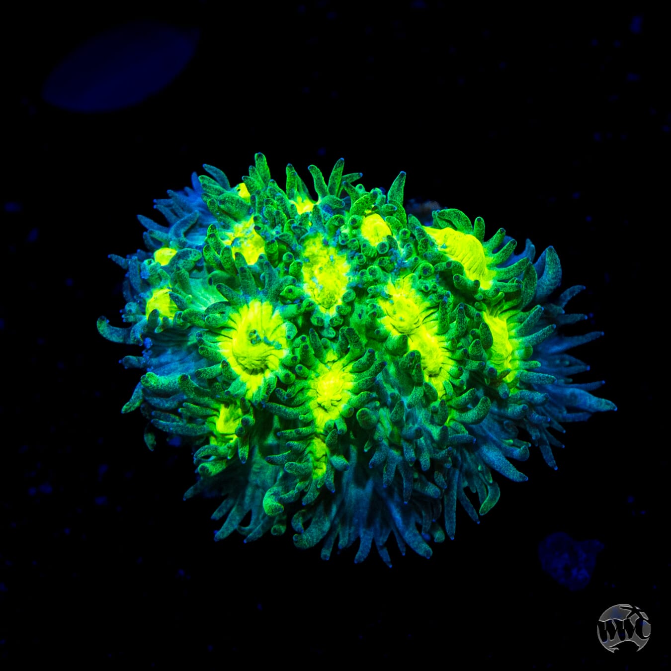 Jason Fox Limelight Hydnophora Coral