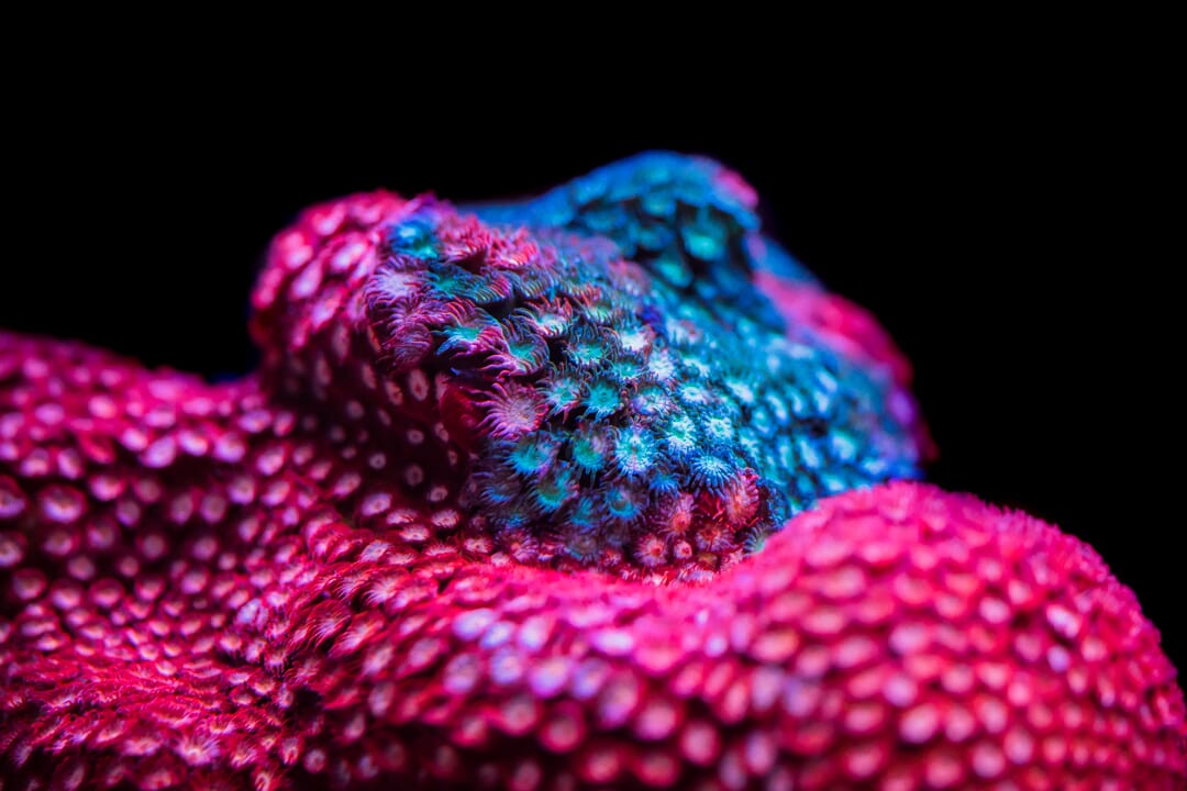 Jason Fox Fender Bender Cyphastrea - Mother Colony Photo