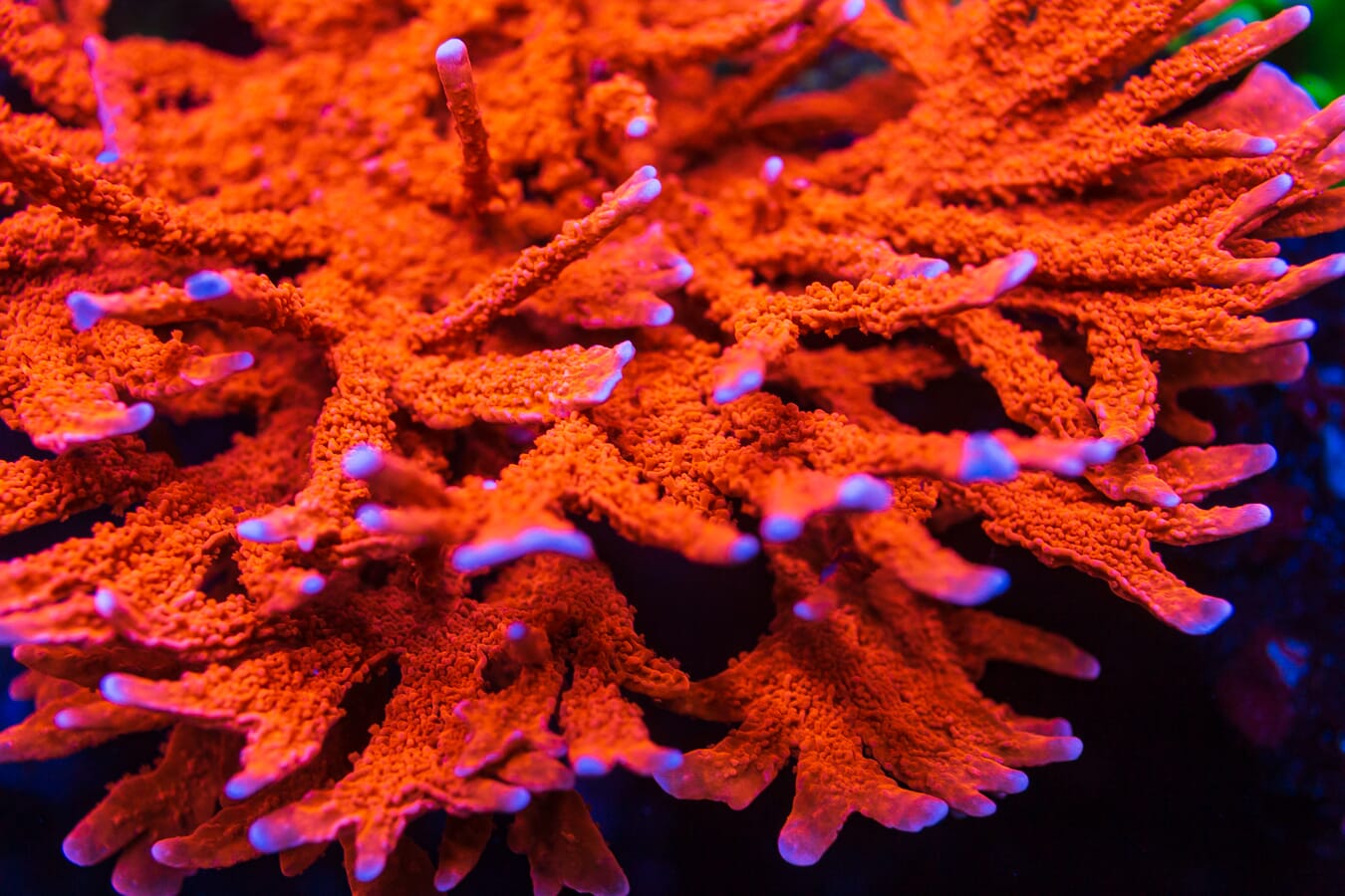 Jason Fox Fire Starter Montipora Coral
