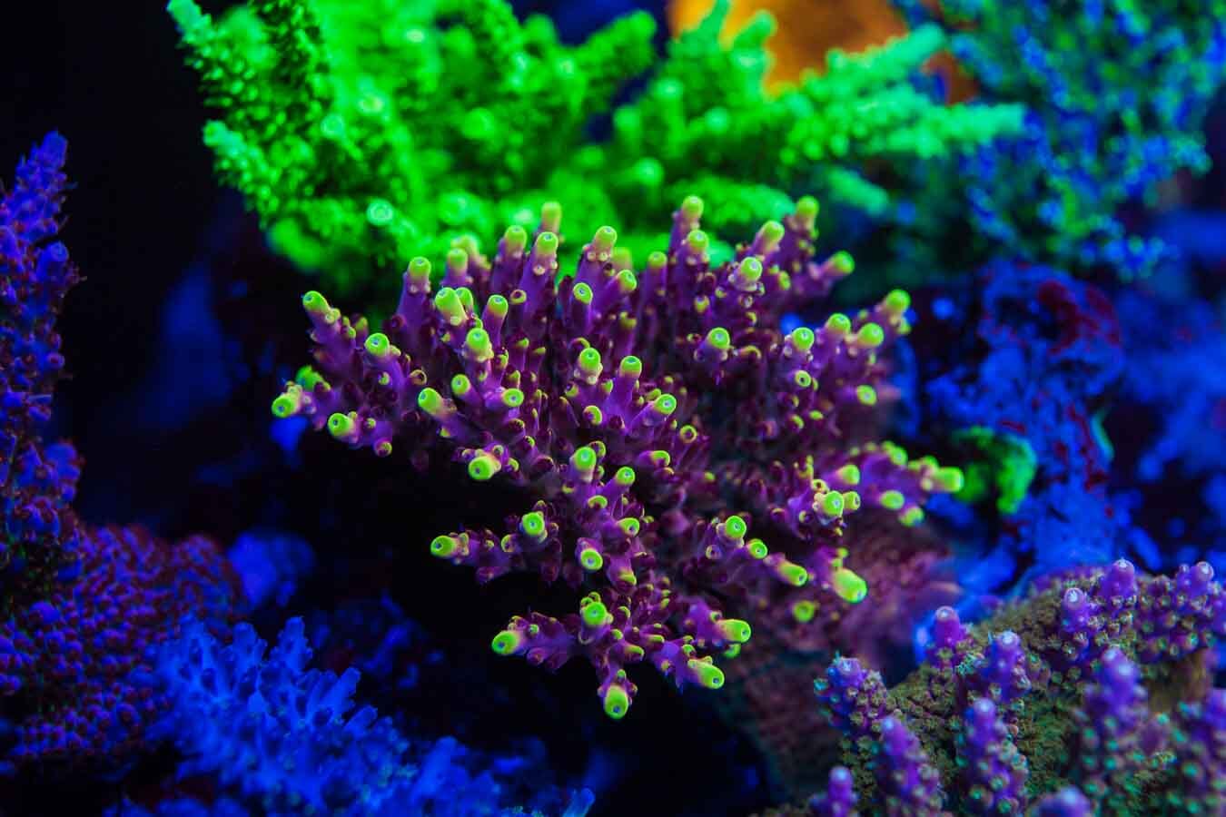 Jason Fox Fox Flame Acropora