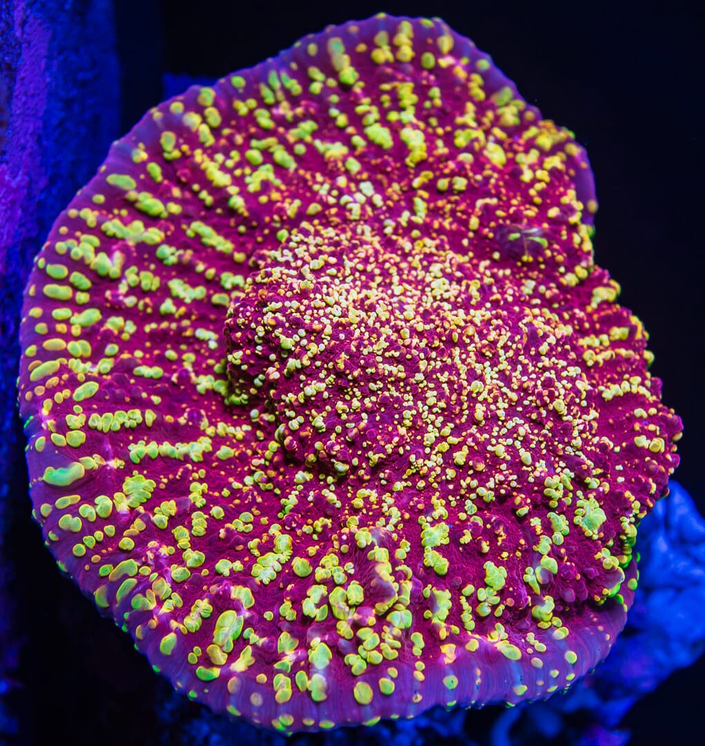 Jason Fox Goldmeister Chalice Coral
