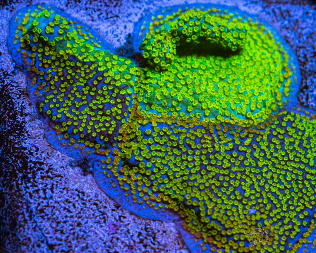 Jason Fox Grafted Rainbow Montipora Coral