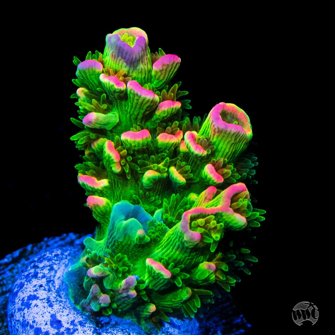 Jason Fox Homewrecker Tenuis Acropora
