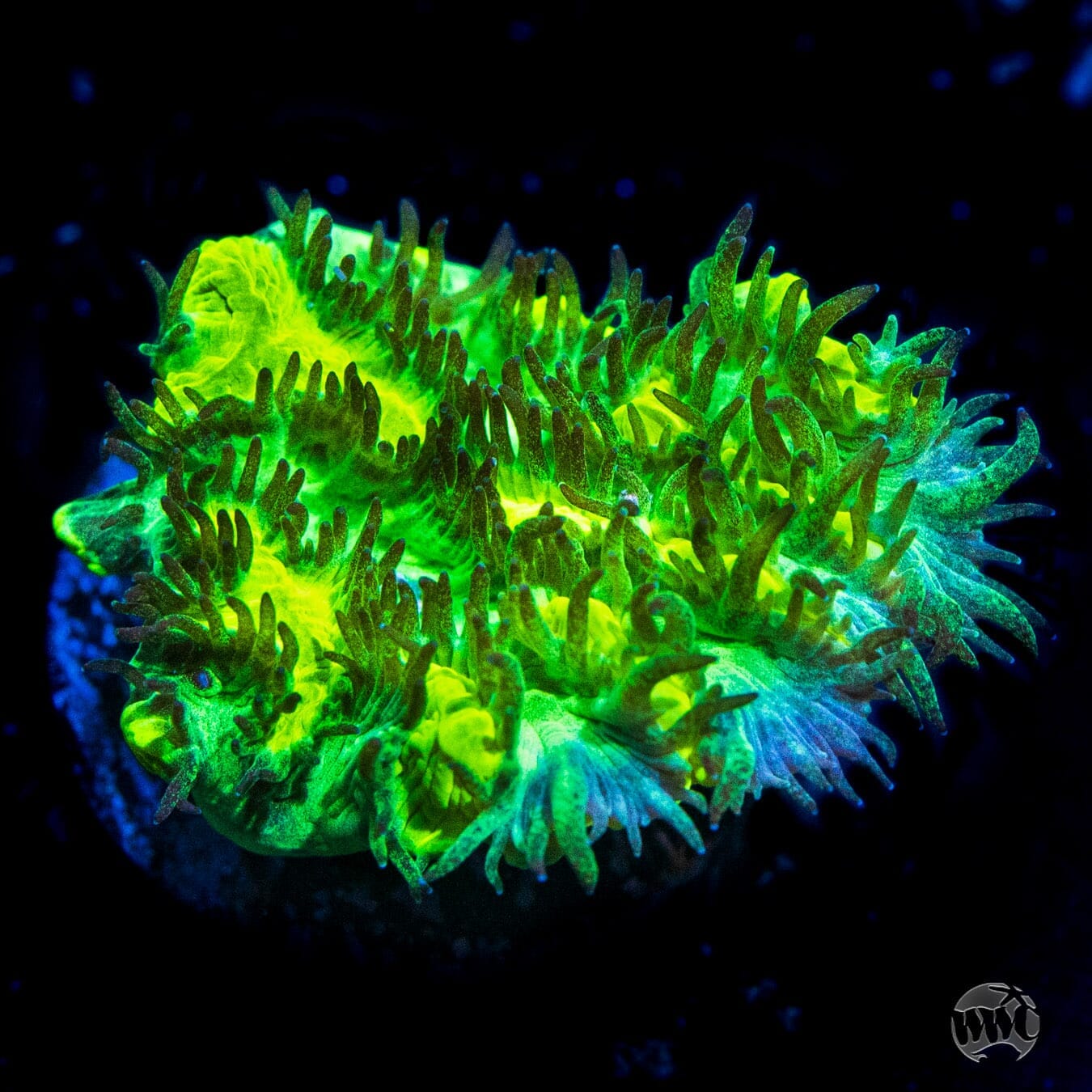 Jason Fox Limelight Hydnophora Coral