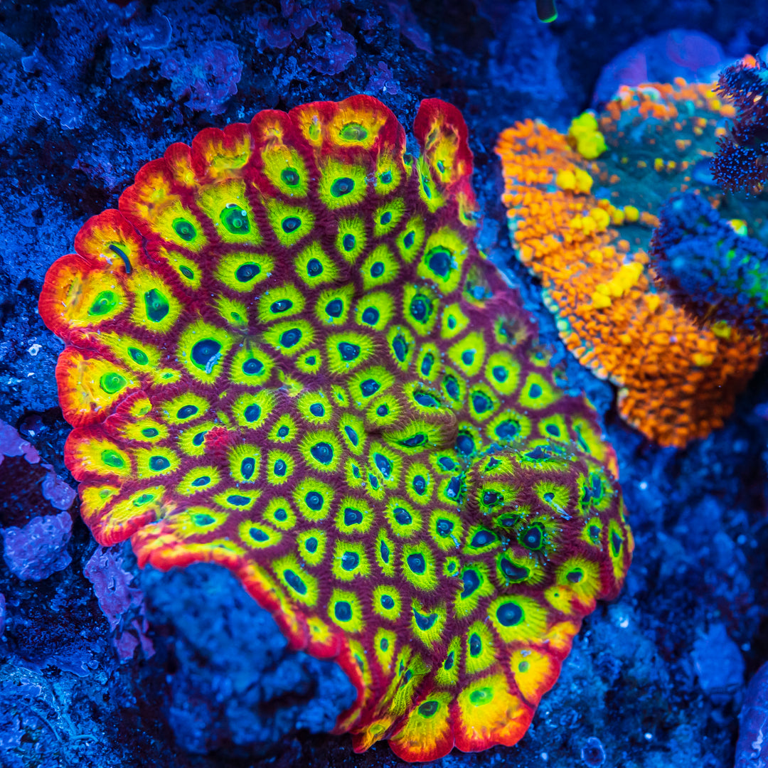 Jason Fox Sector 001 Favites Coral
