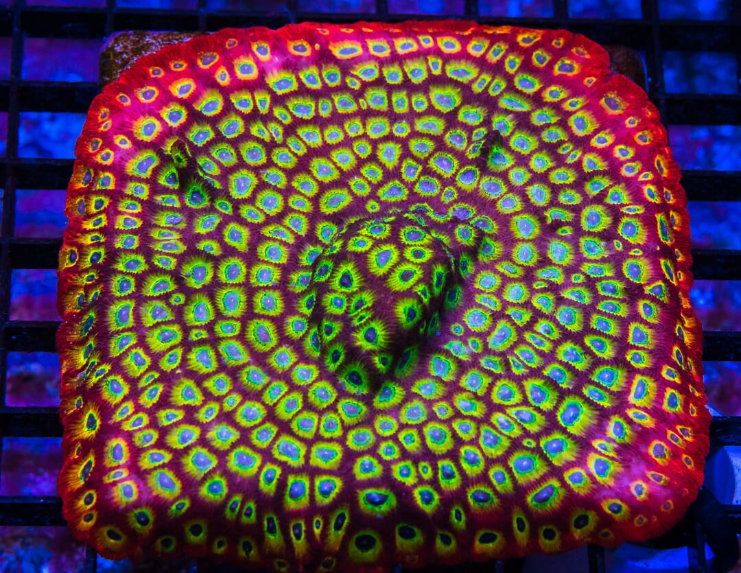 Jason Fox Sector 001 Favites - Mother Colony Photo