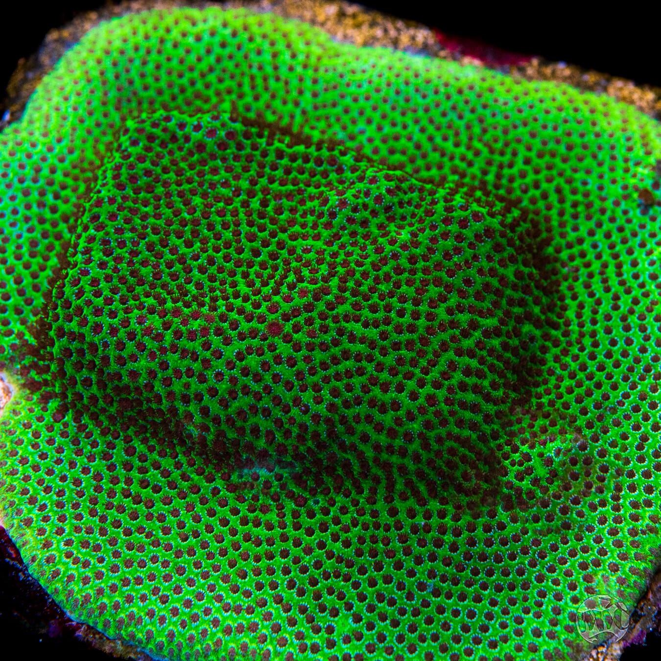 Jason Fox Special Porites Coral